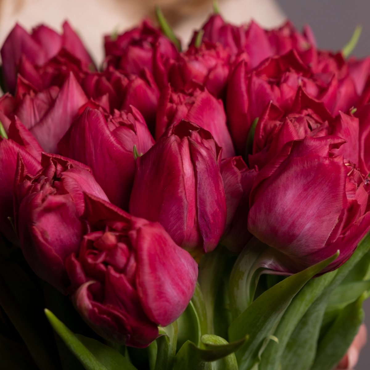 Пионовидные тюльпаны фото