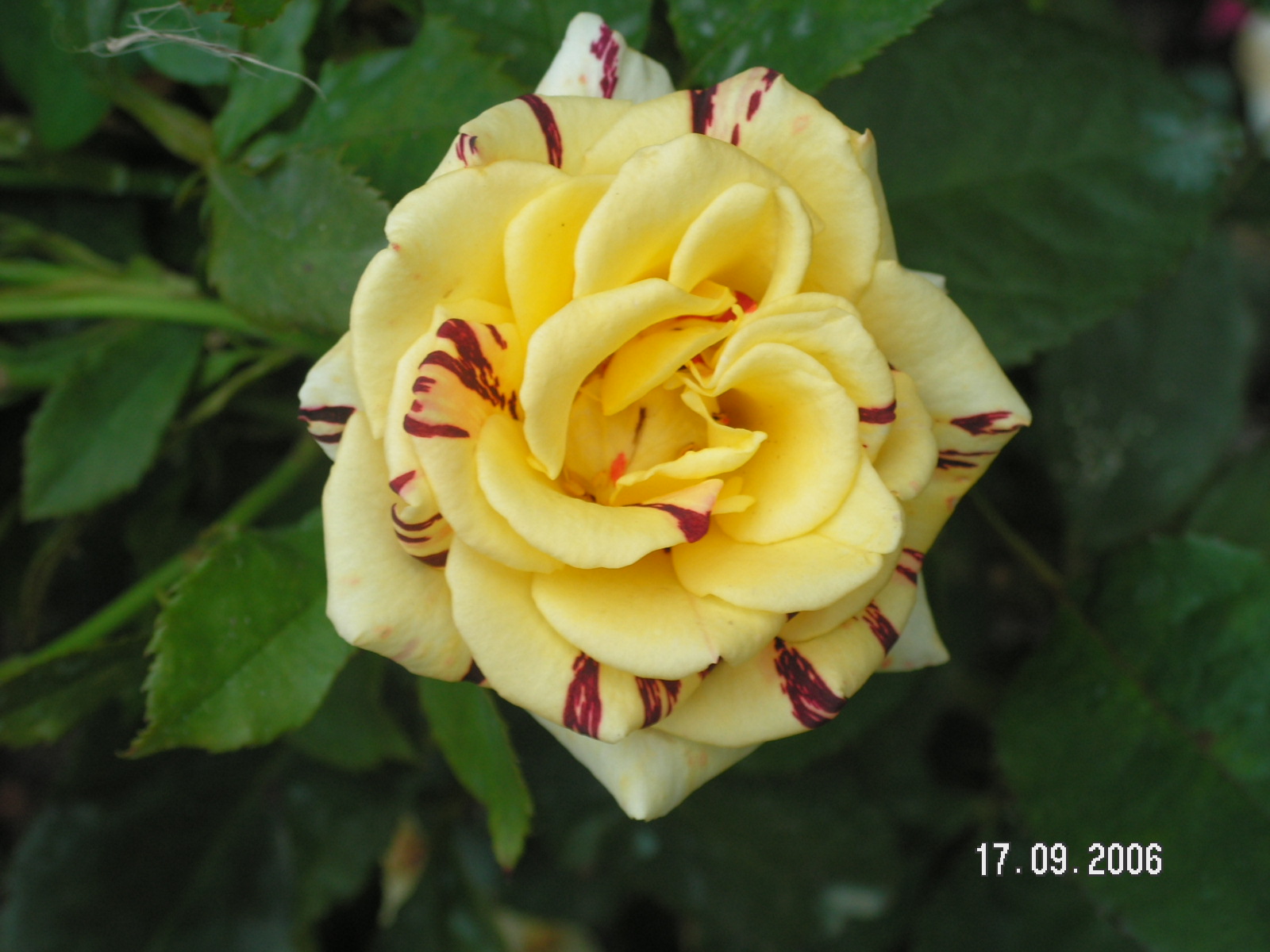 Абракадабра роза фото чайно гибридная