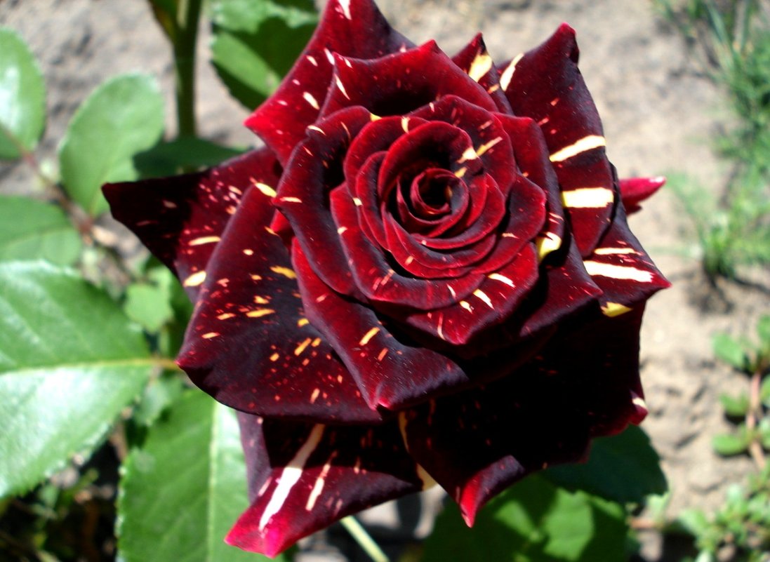 Роза плетистая Арлекин