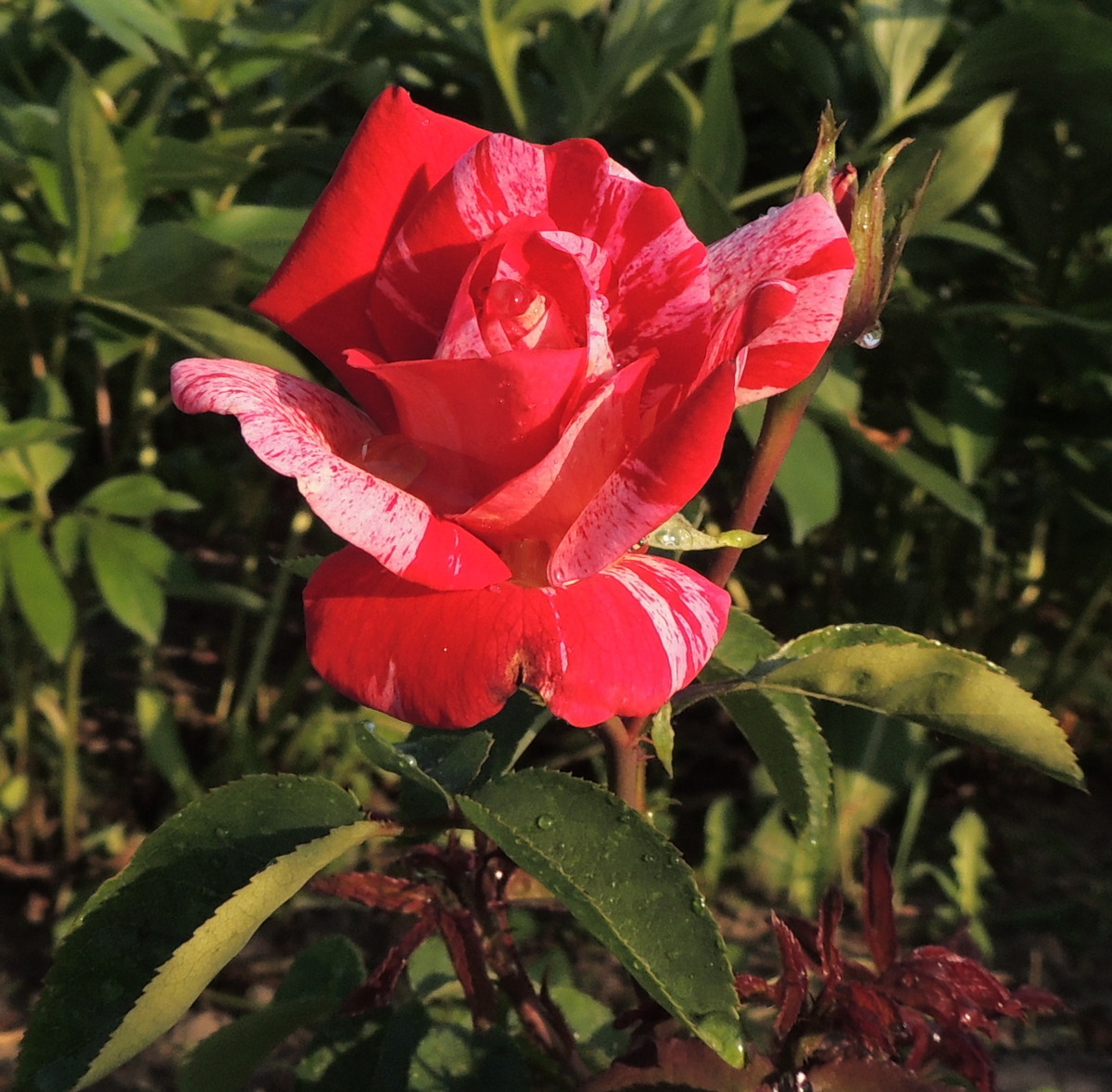 Роза чайно гибридная фокус покус фото и описание