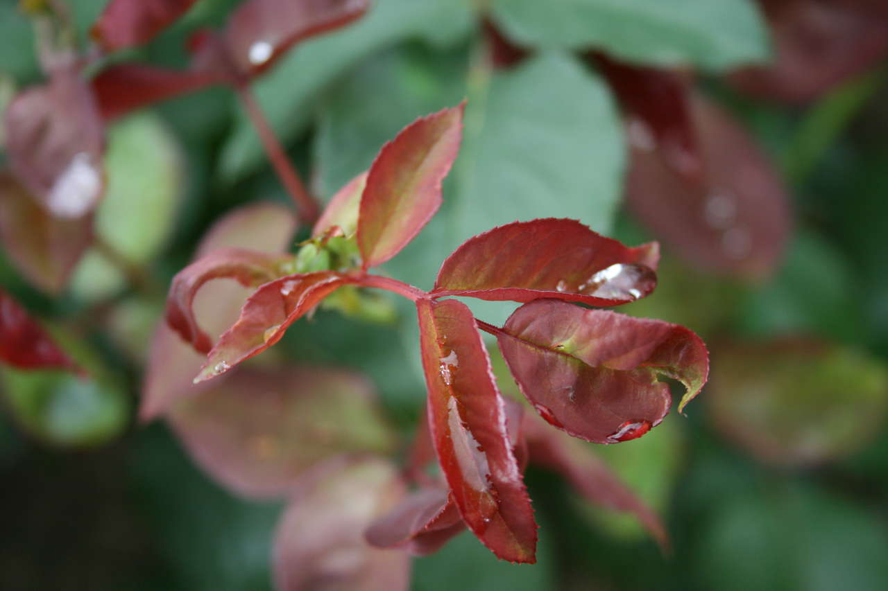 Розы болезни и лечение листьев с фото