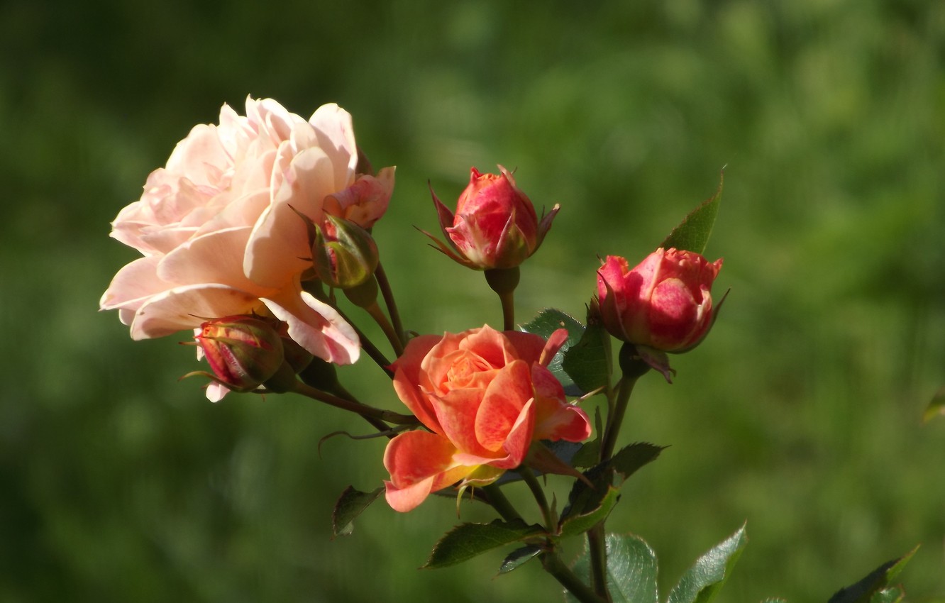 Роза Лань эфиромасличная