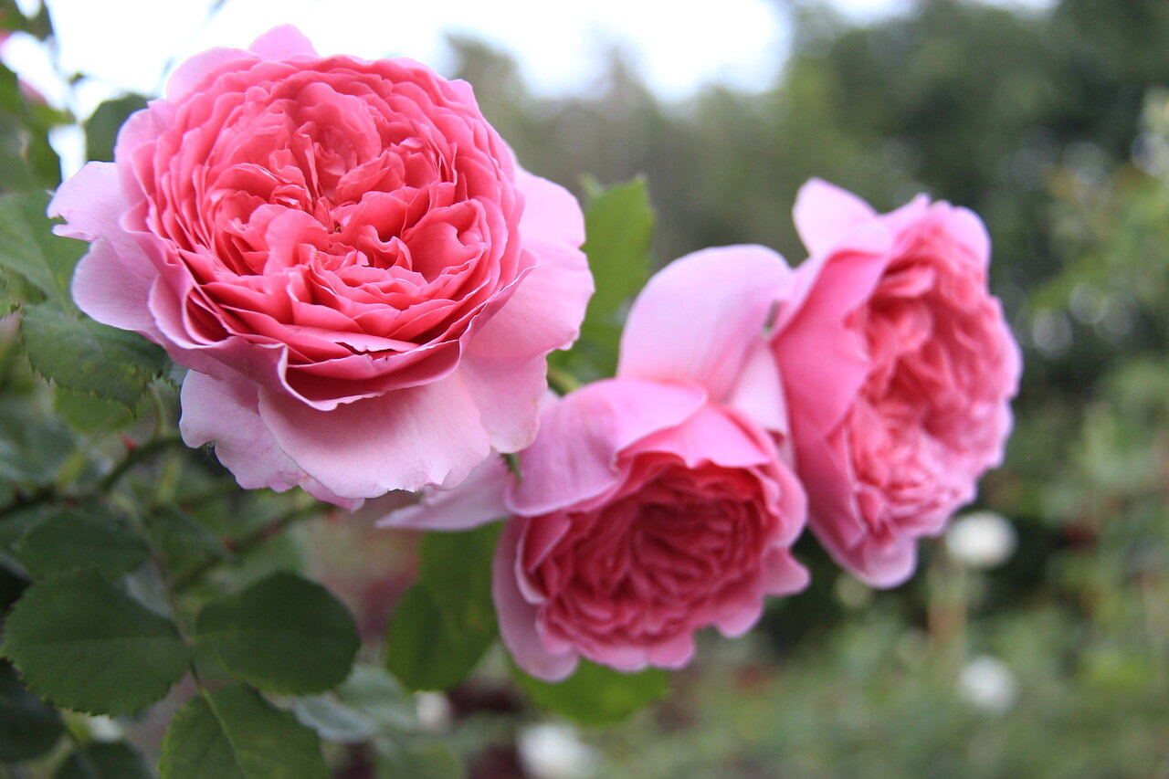 Роза Гран Сьекль роза