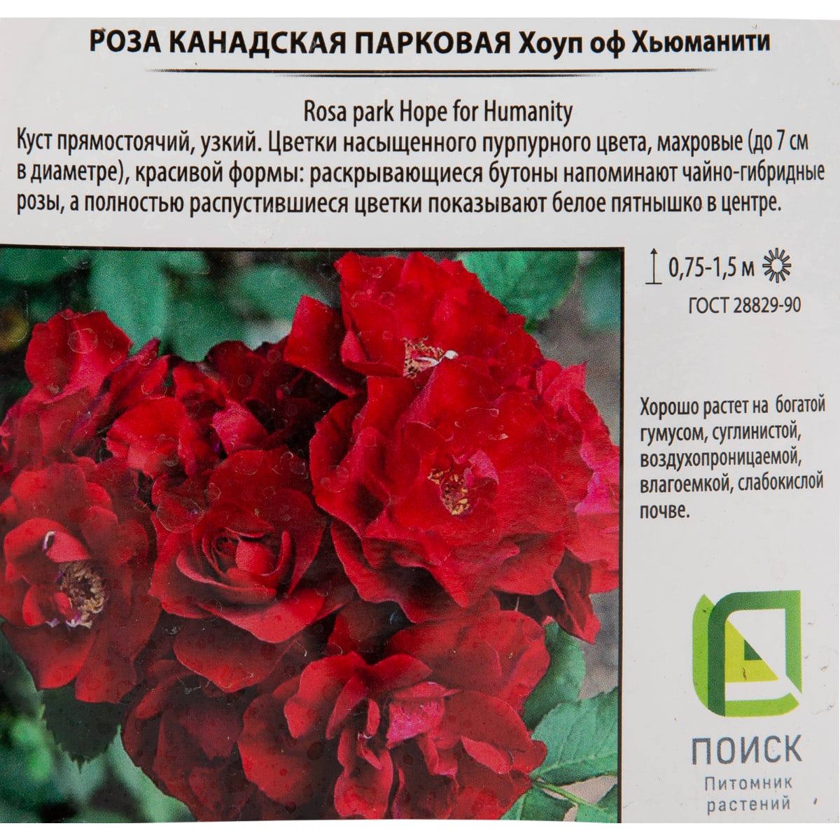 Что такое парковая роза характеристика фото и описание