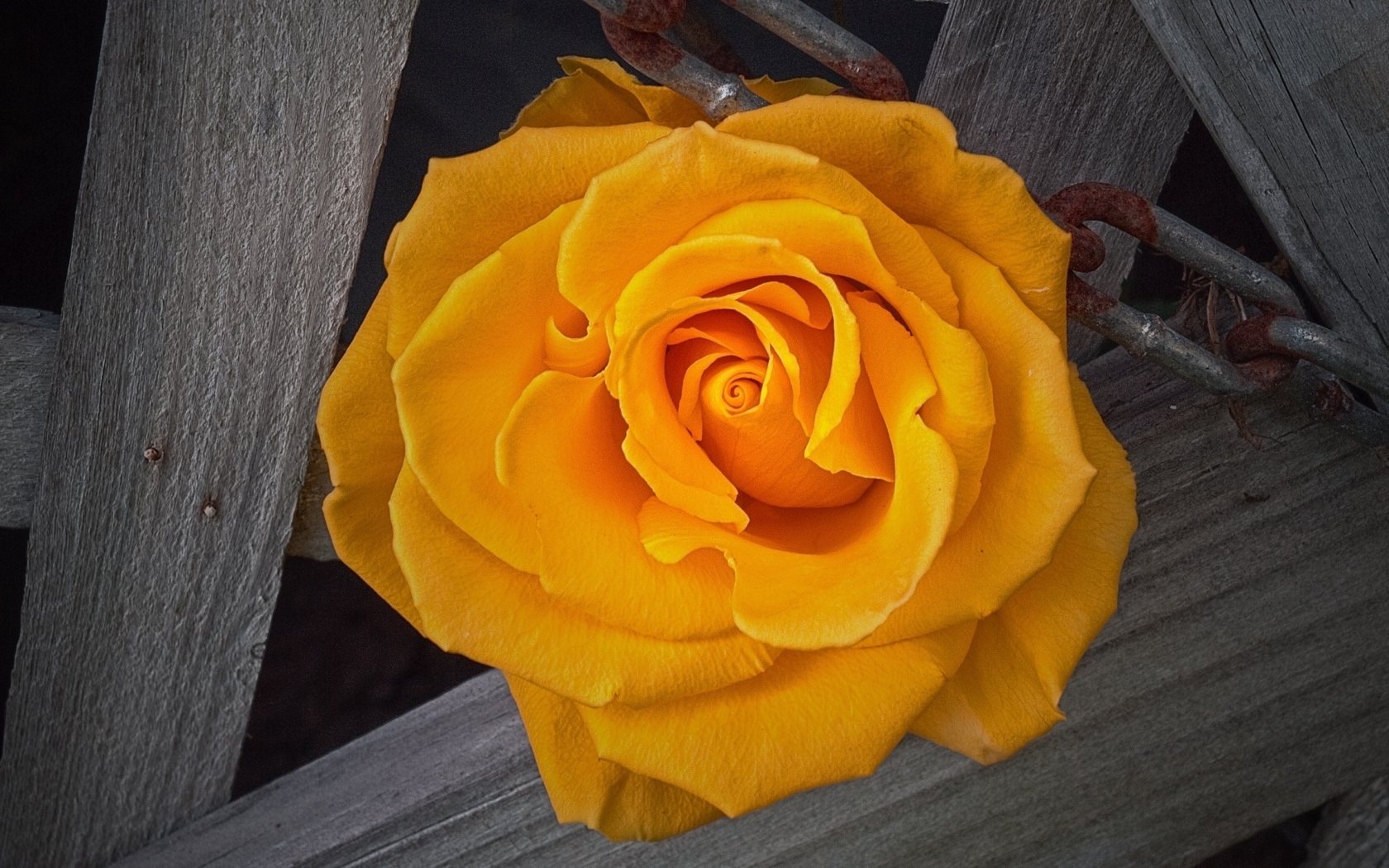 Роза золотая башня фото и описание
