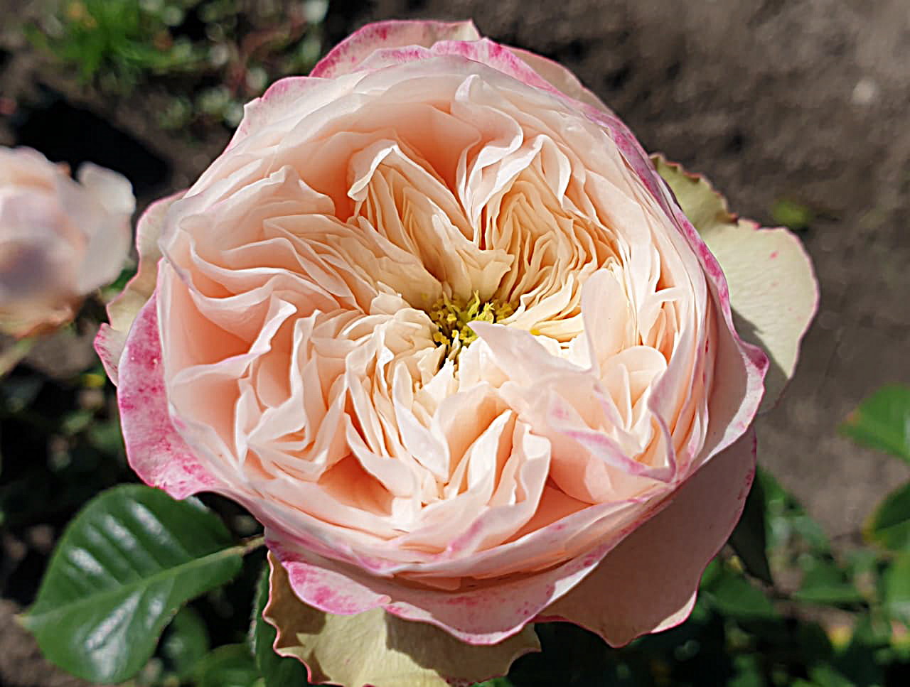 Дарлингтон Darlington роза