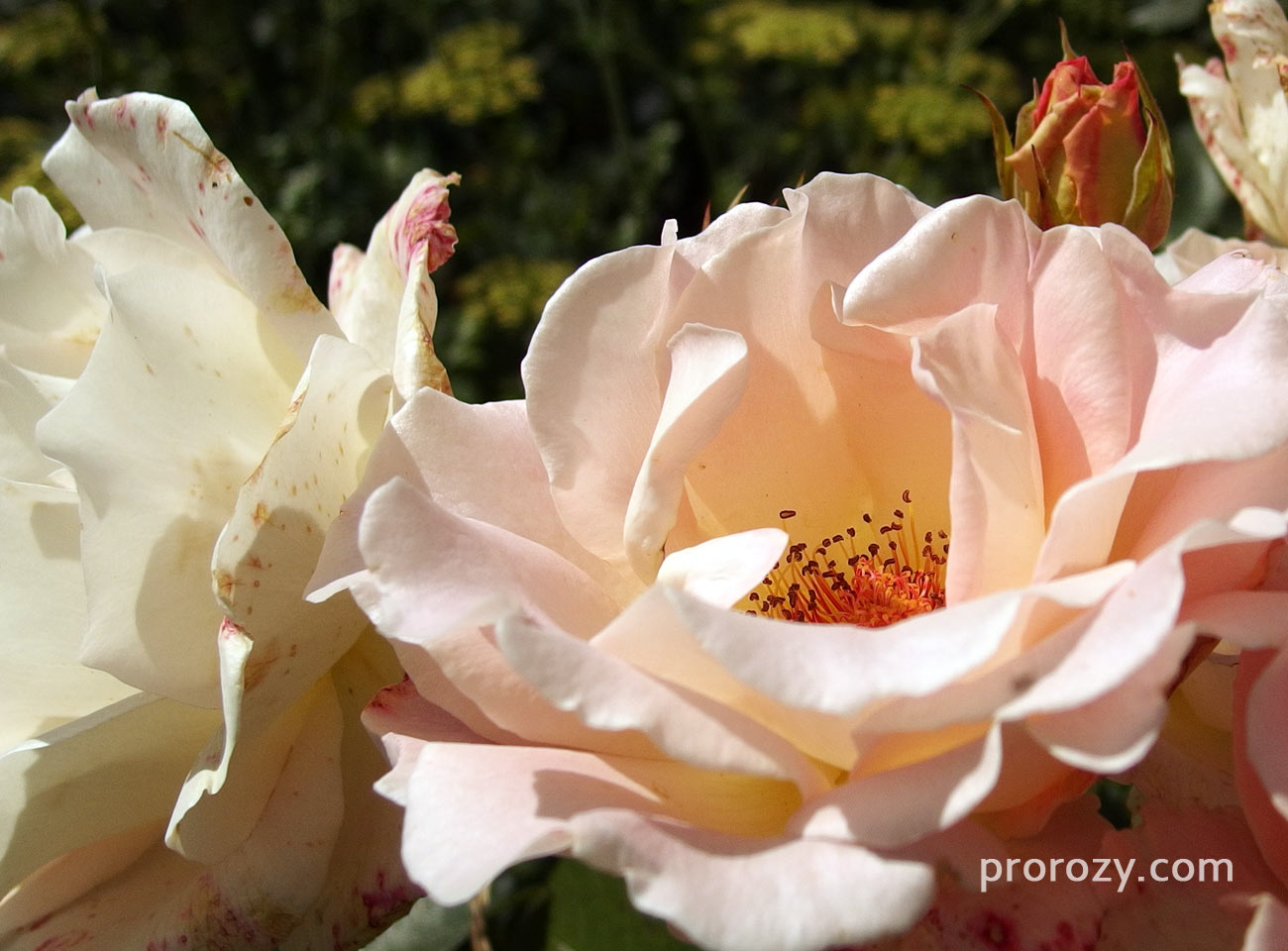 Роза кустарниковая Rokoko с4 (абрикосовые) 120-150