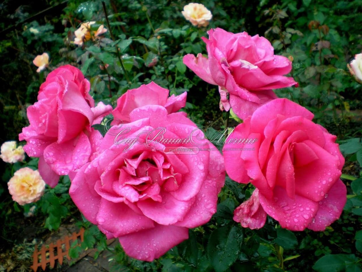 Свит пароле роза фото и описание