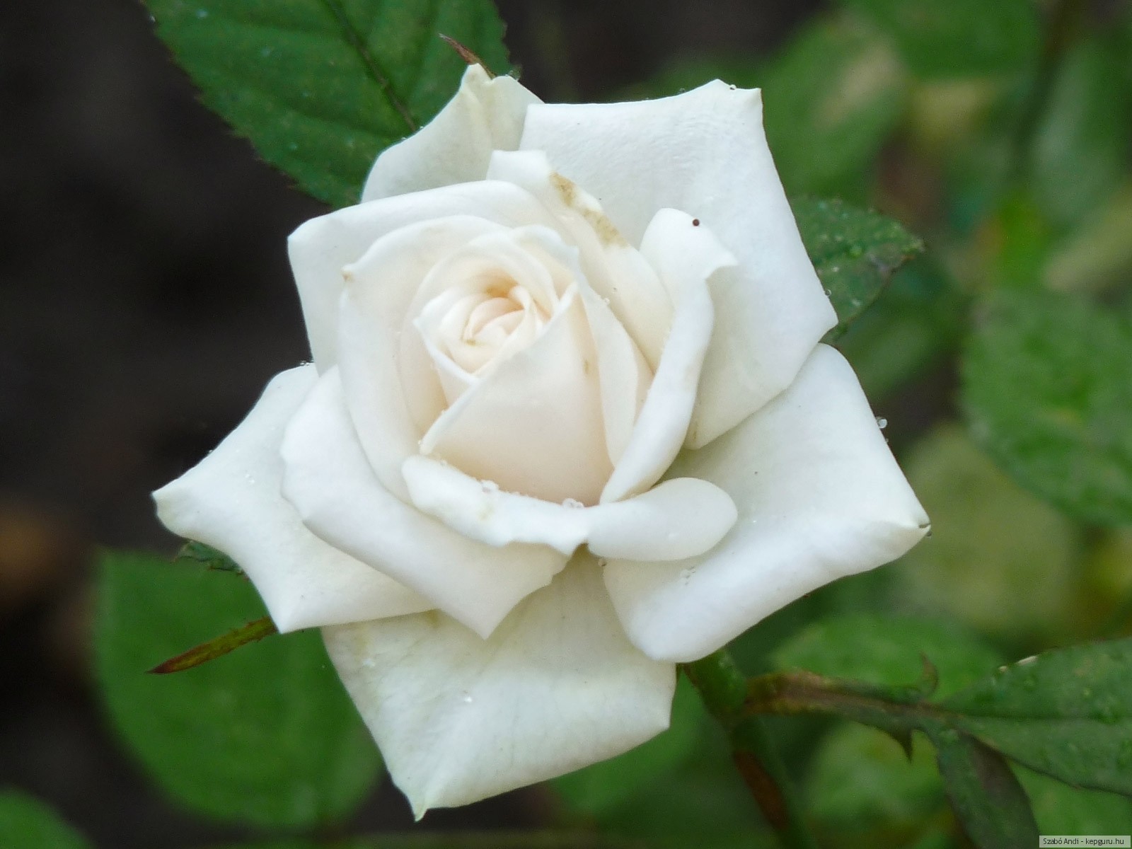Турецкая роза цветок фото