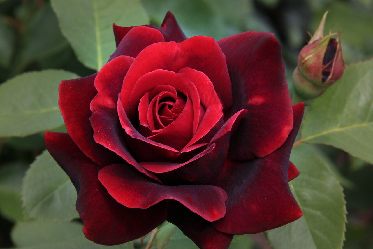 Роза лавролет
