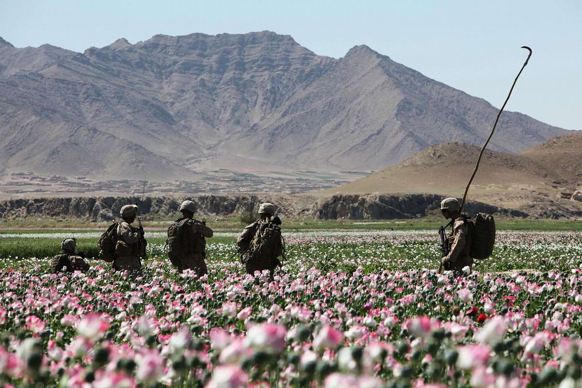 Афганистан Гильменд маковые поля