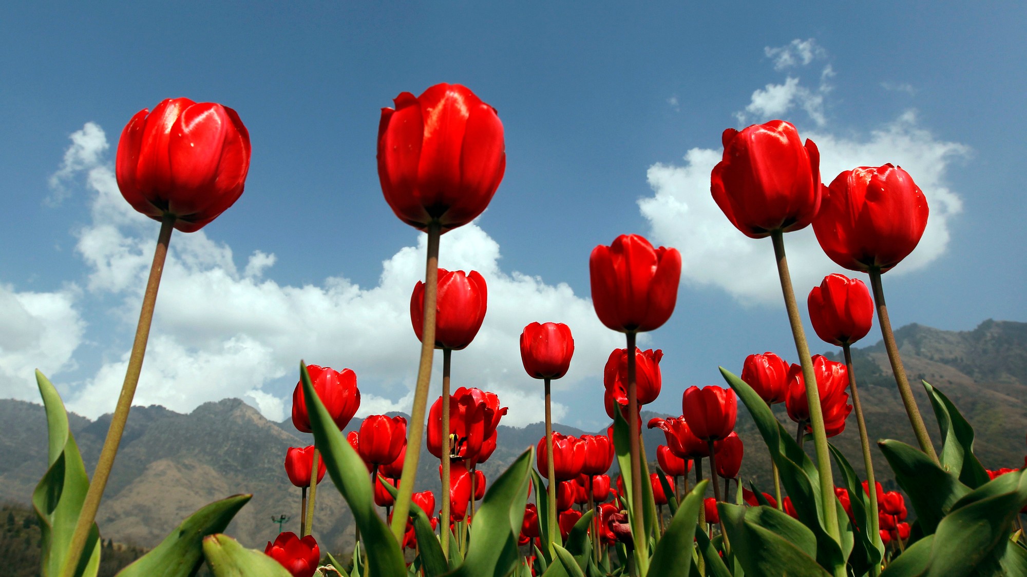 Цветущие тюльпаны Афганистана