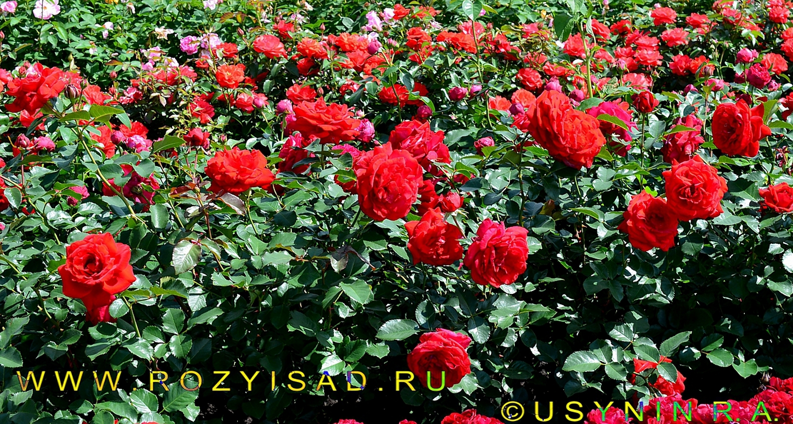 Роза Анри Дельбар в саду