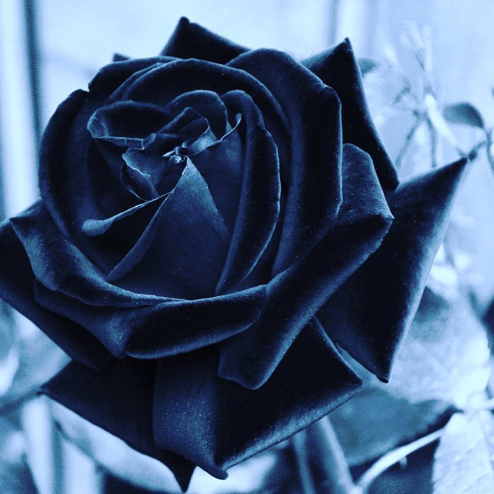 Черная роза фото цветок