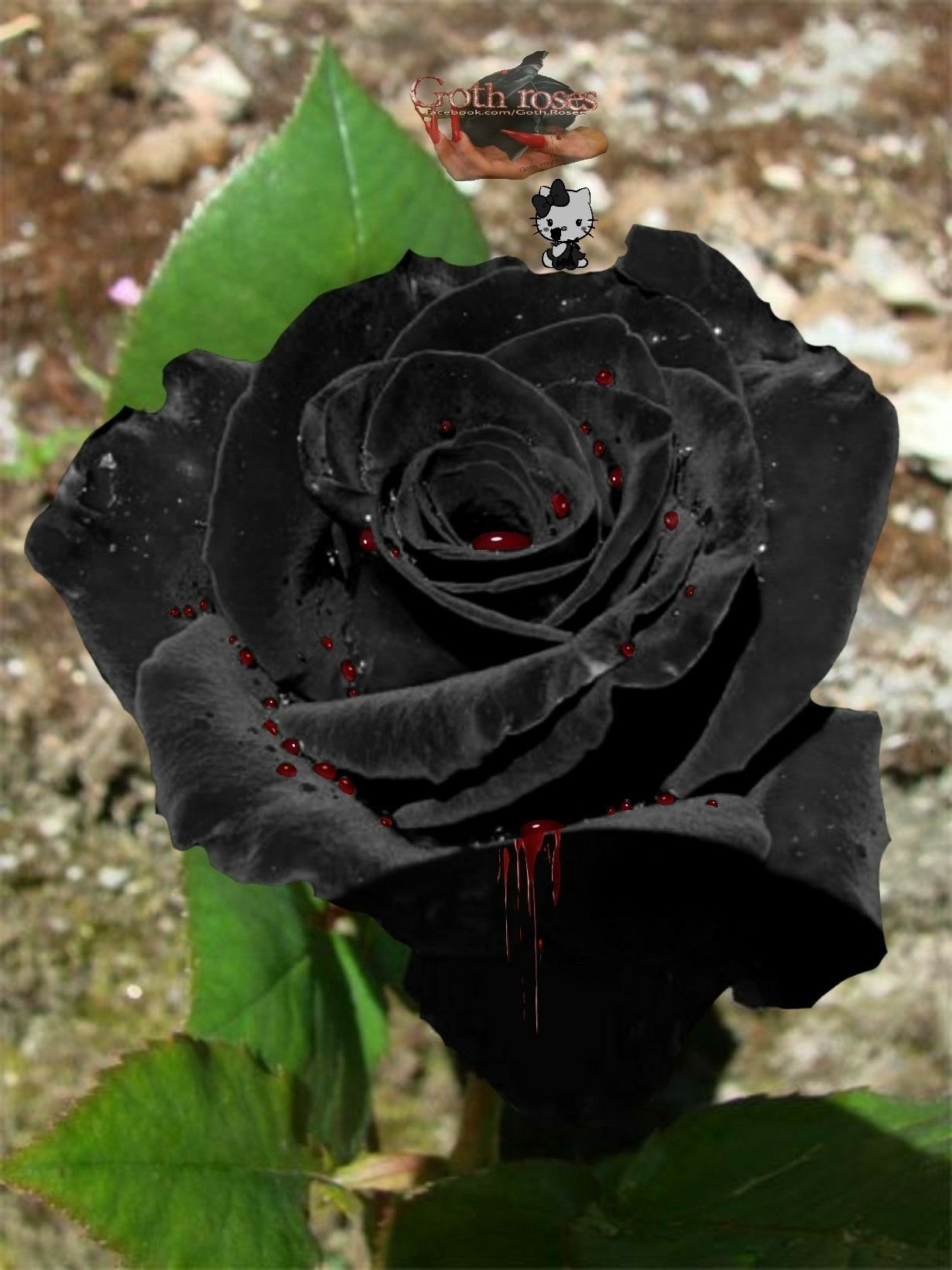 черные розы фото картинки