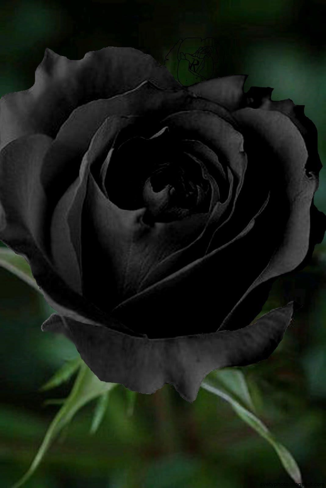 Черная роза фото цветок