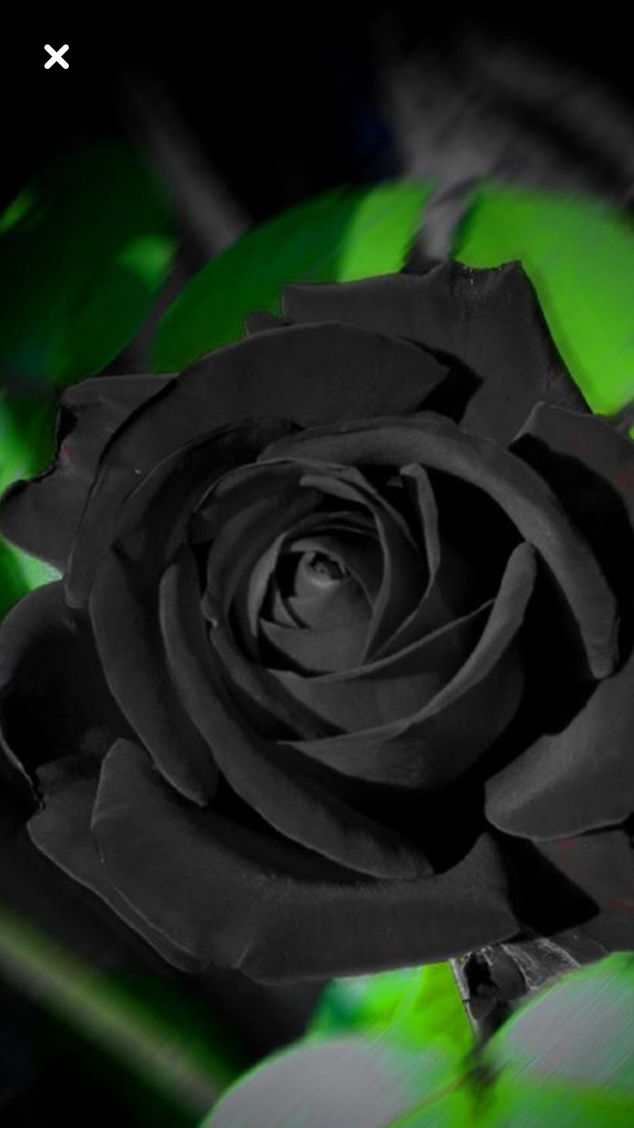 черная роза стим фото 92