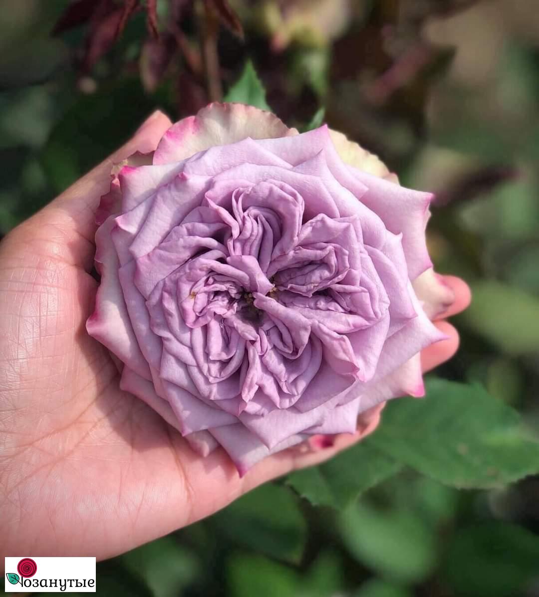Роза чайно-гибридная Дольчетто Dolcetto