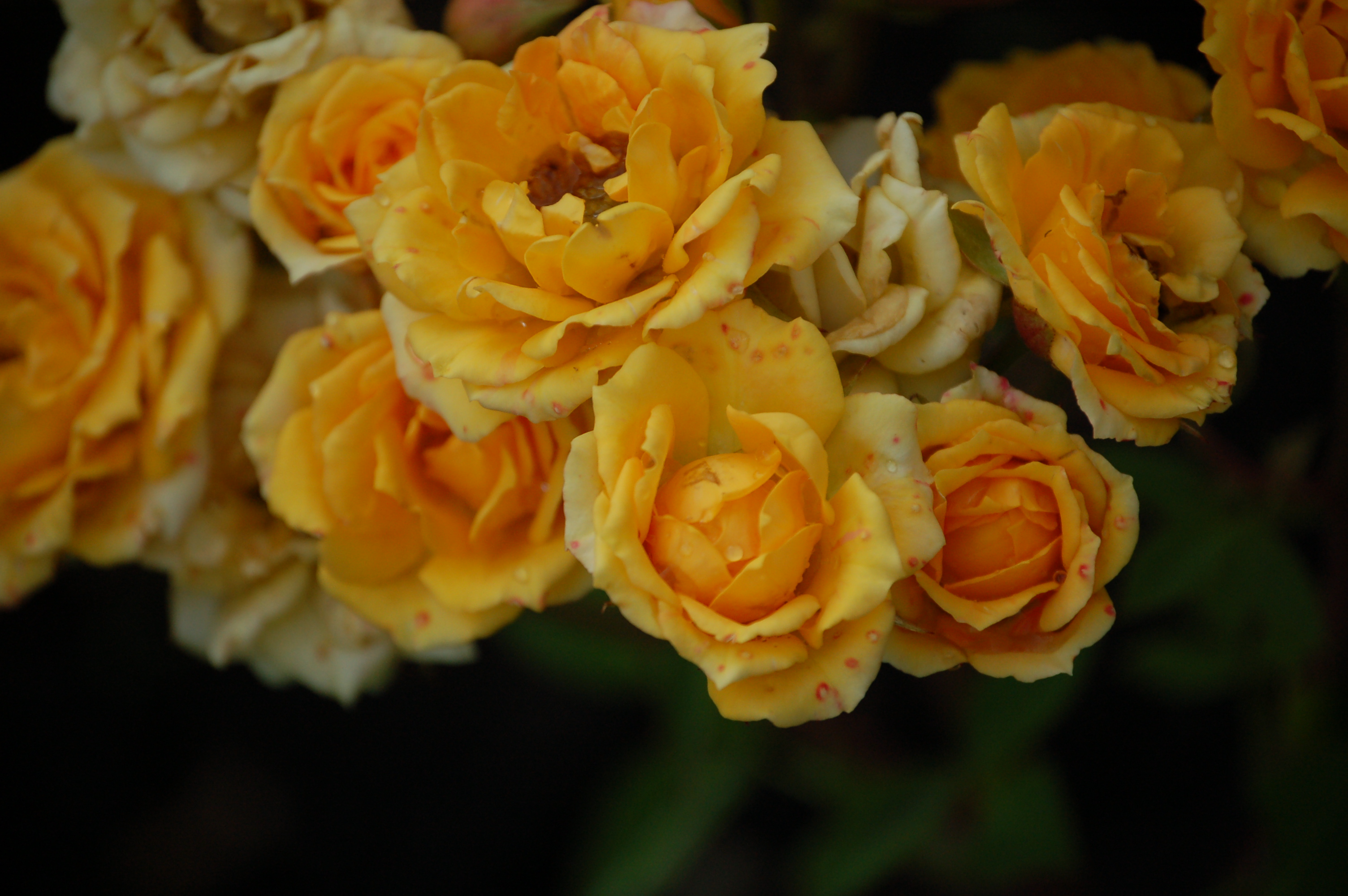 Роза Yellow Clementine