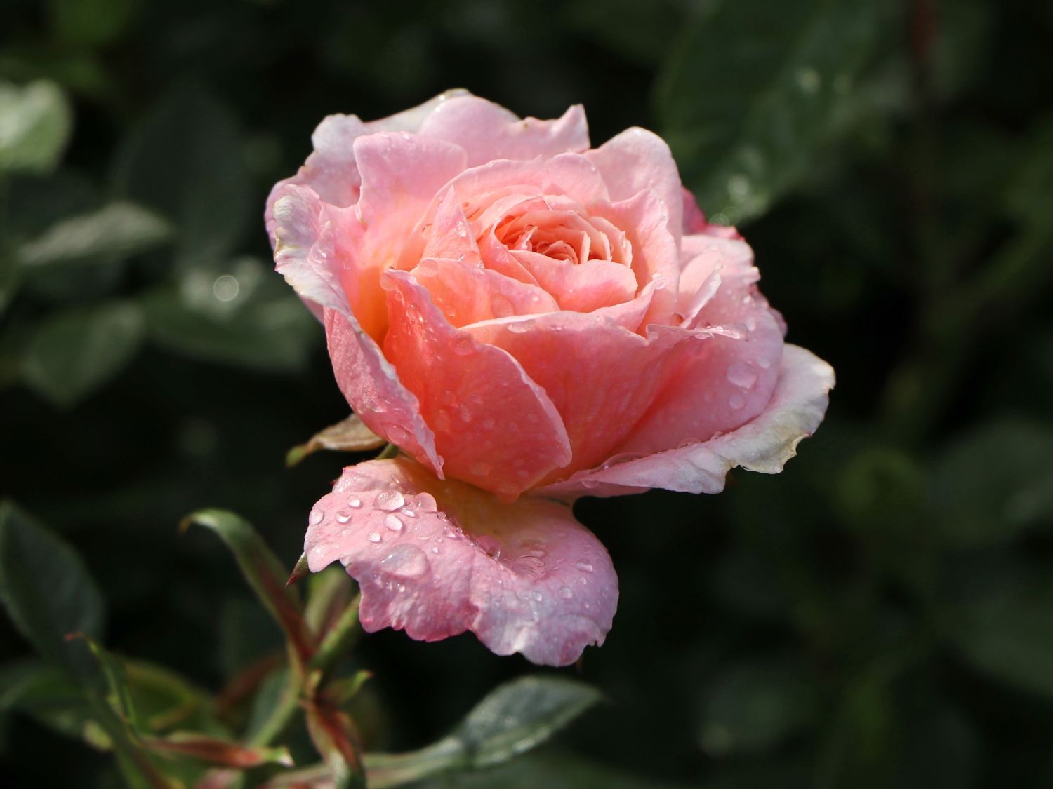 Rosa Miniature Peach Clementine роза миниатюрная Пич Клементин
