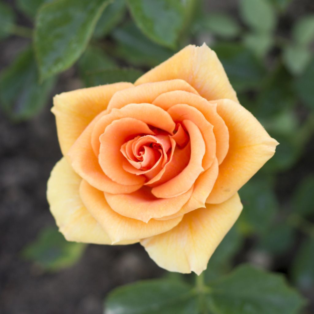 Сорт розы Клементина