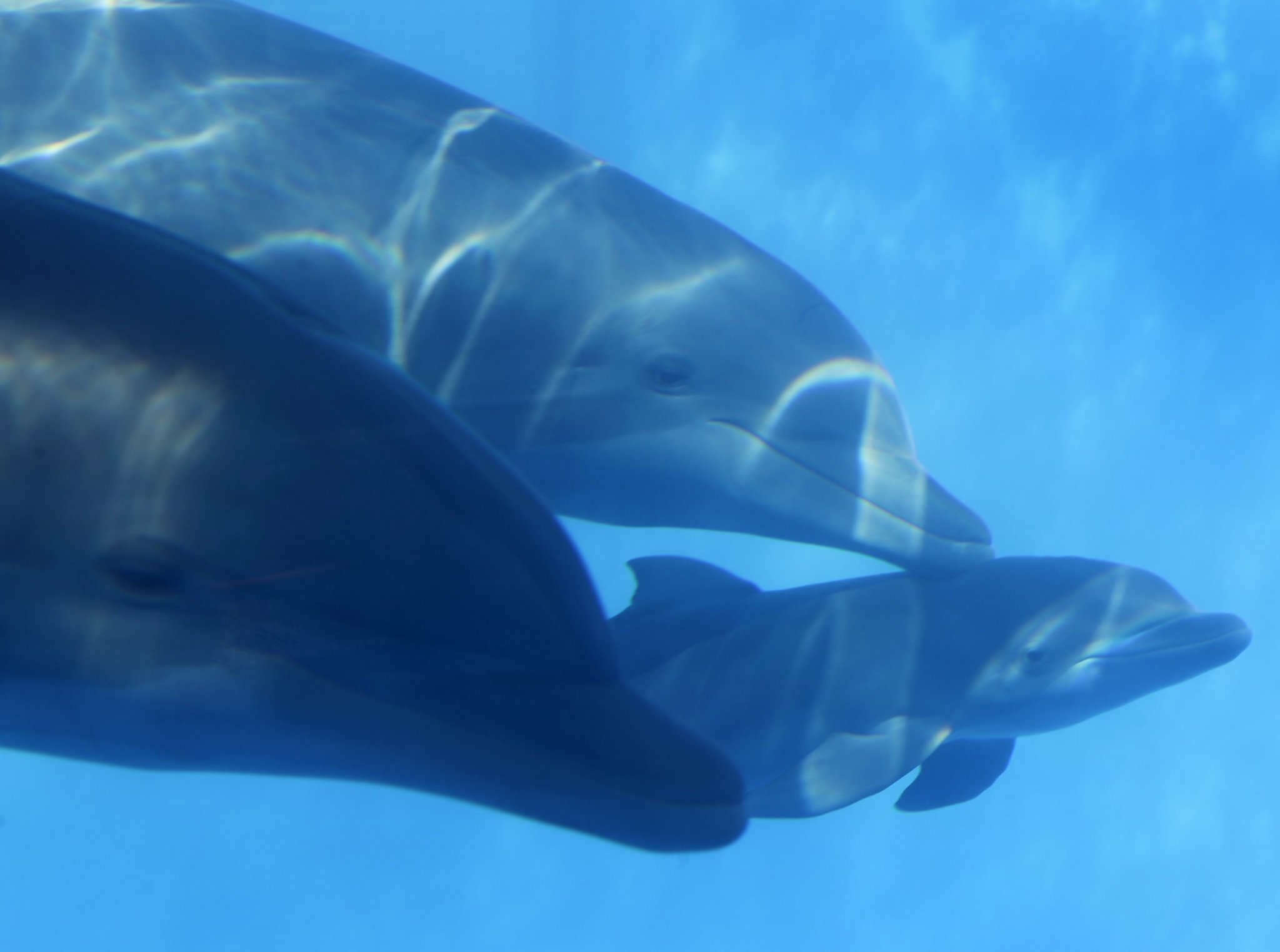 Беременный Дельфин