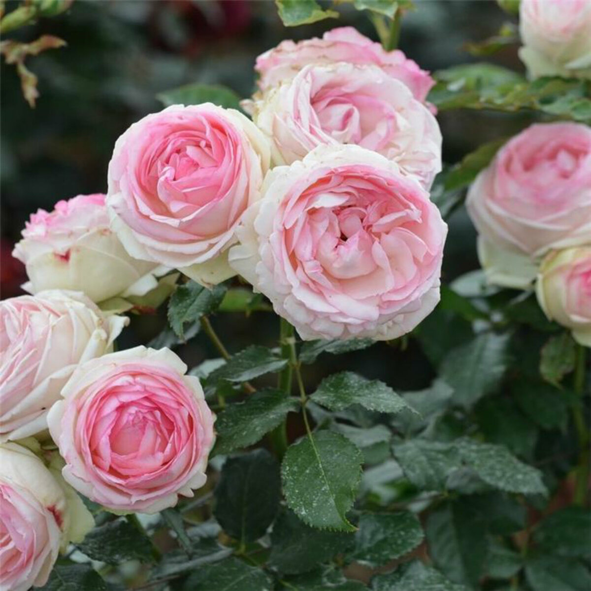 Плетистые розы Пьер де Ронсар