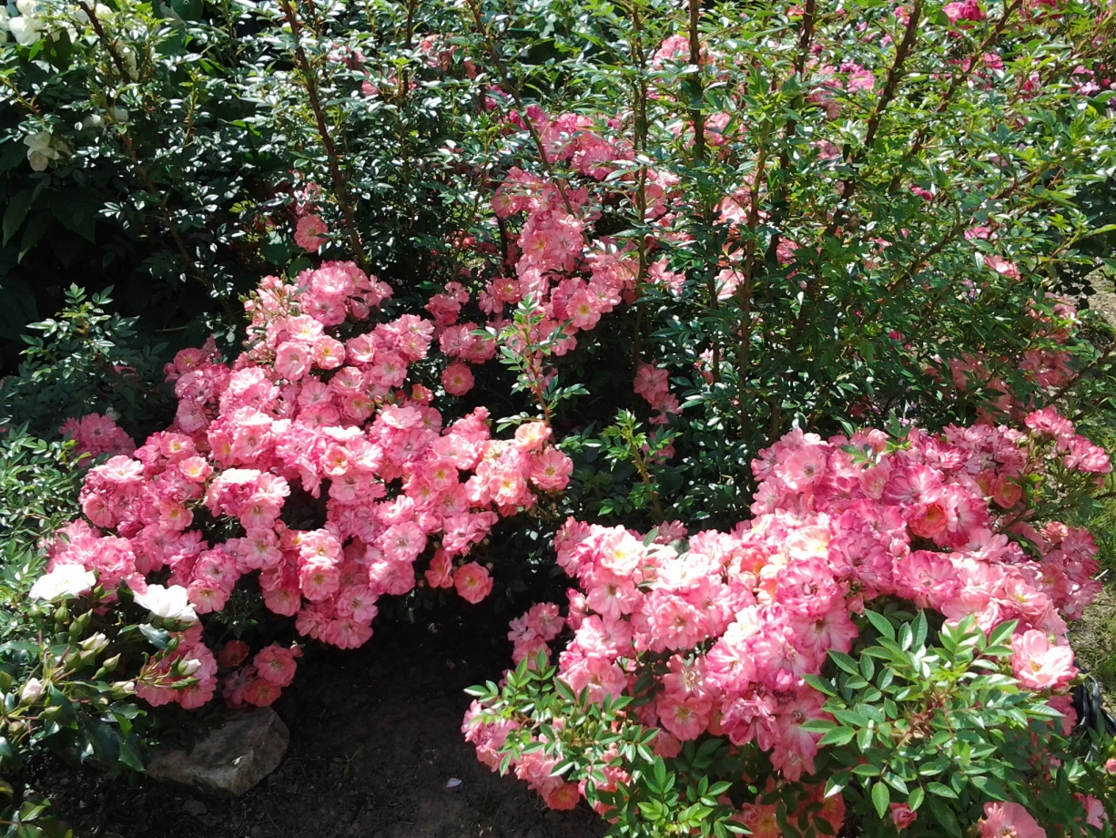 Роза Ферди в саду