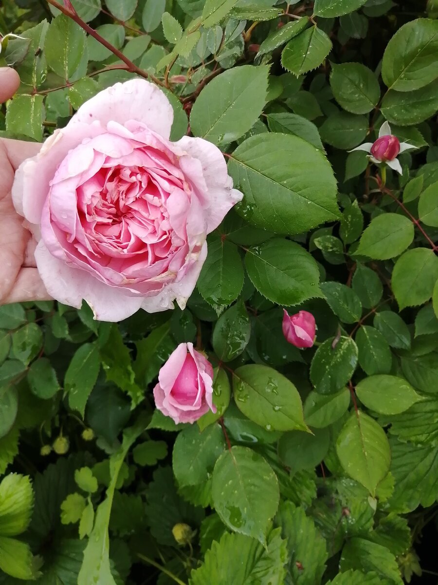 Фото розы майзер