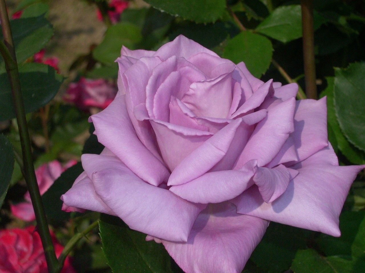 Фото розы майзер
