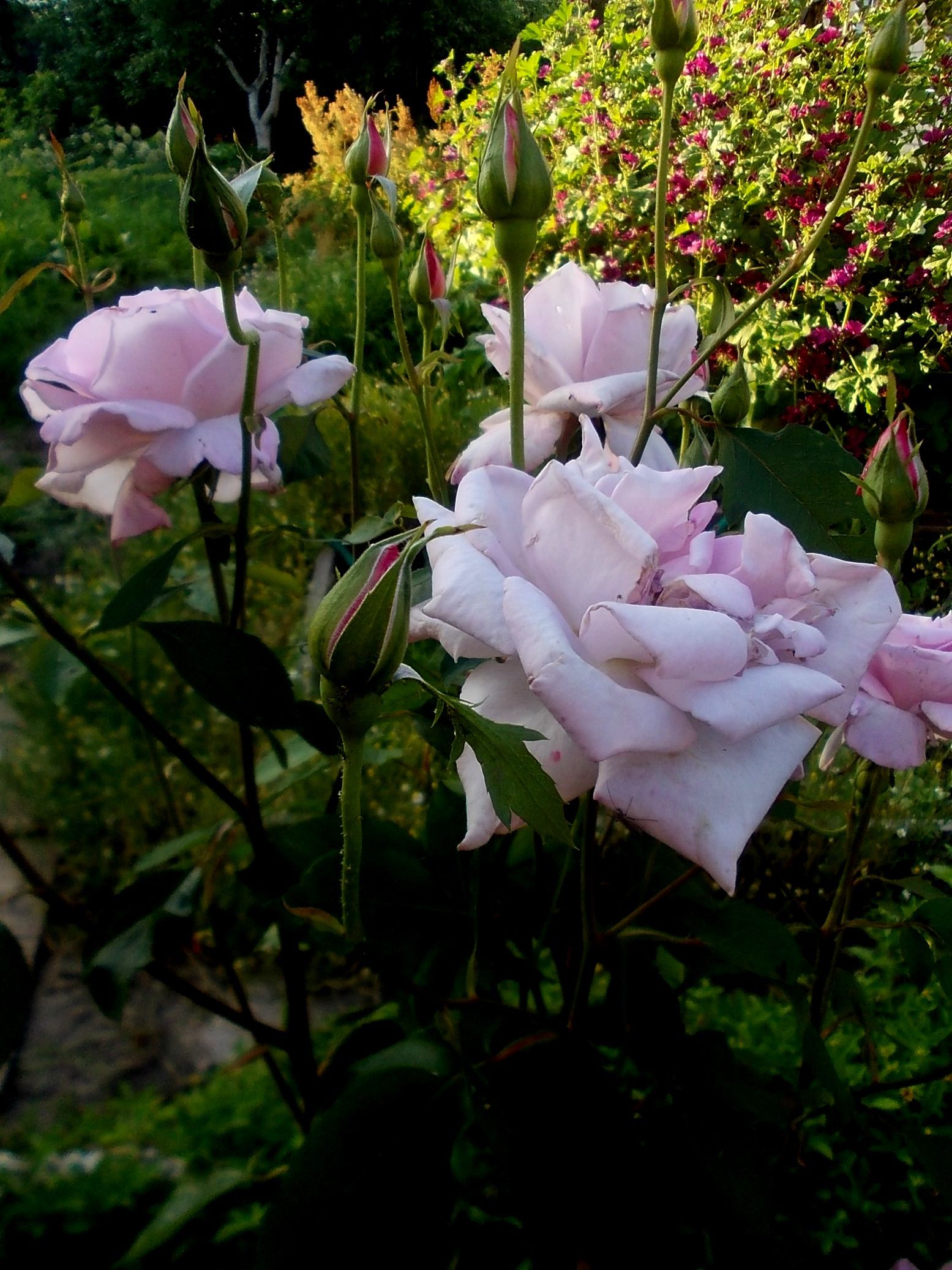 Роза чайно гибридная майзер