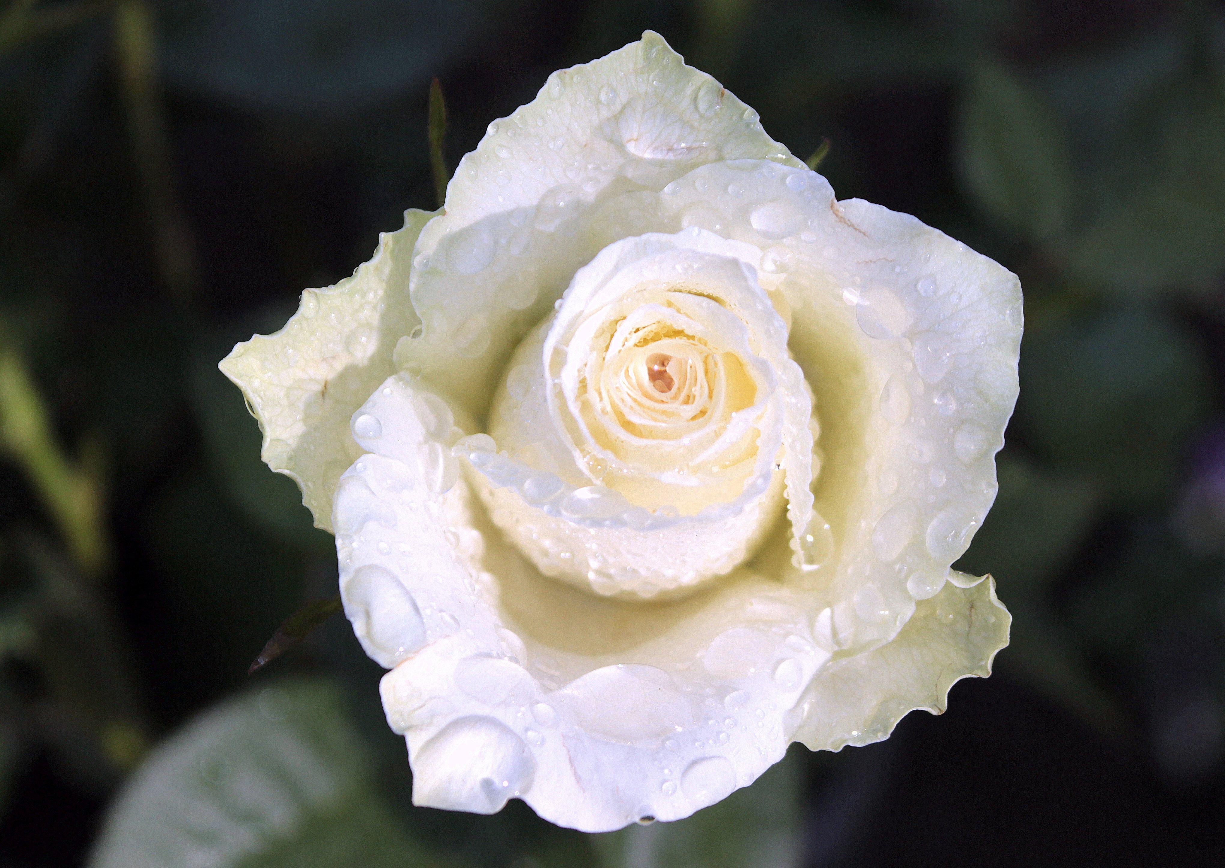 Роза белая кокарда плетистая