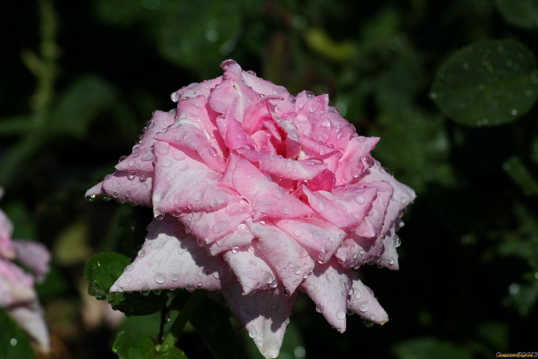 Вывернутые розы розовые