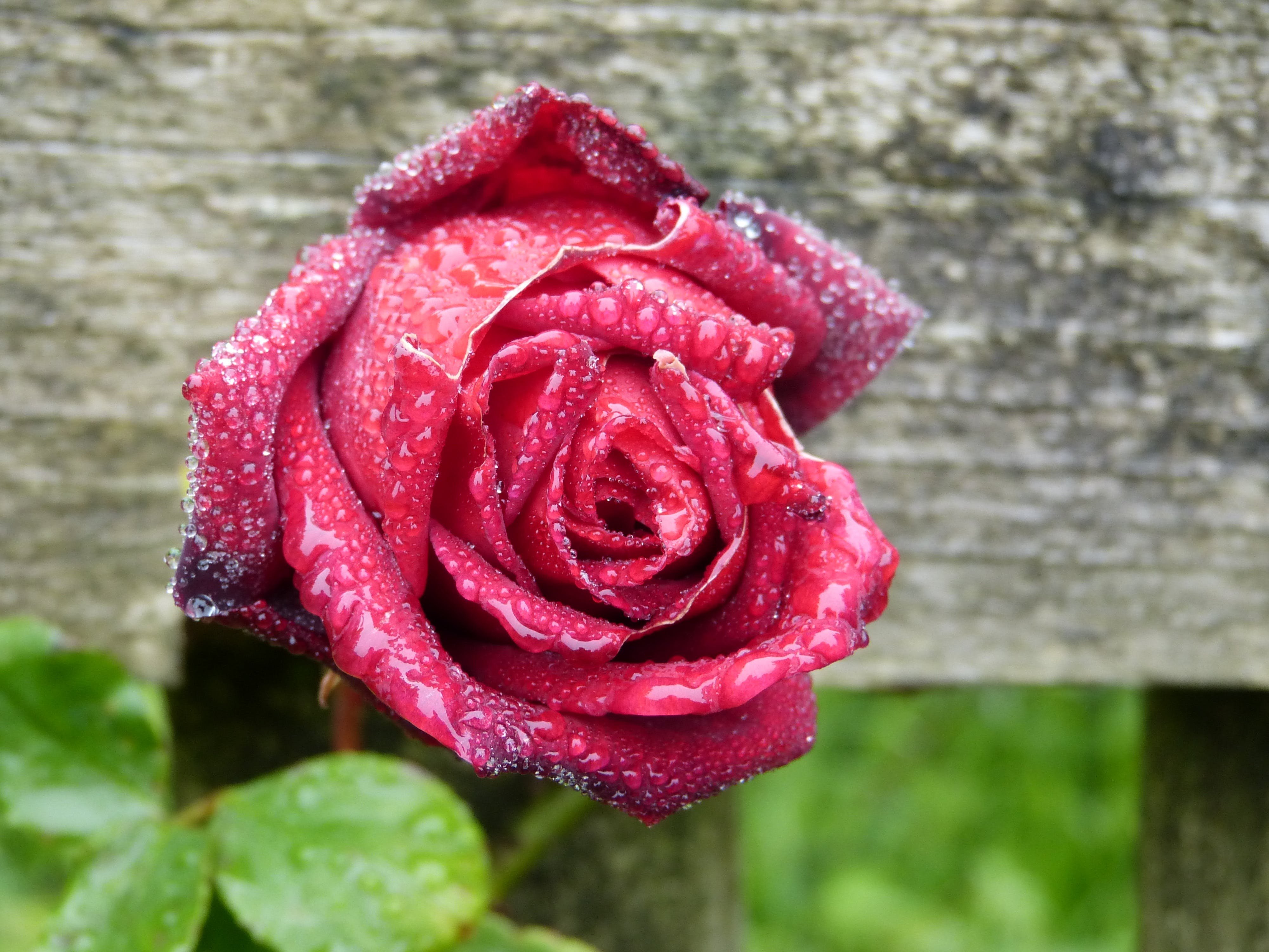 Бурбонская роза красная