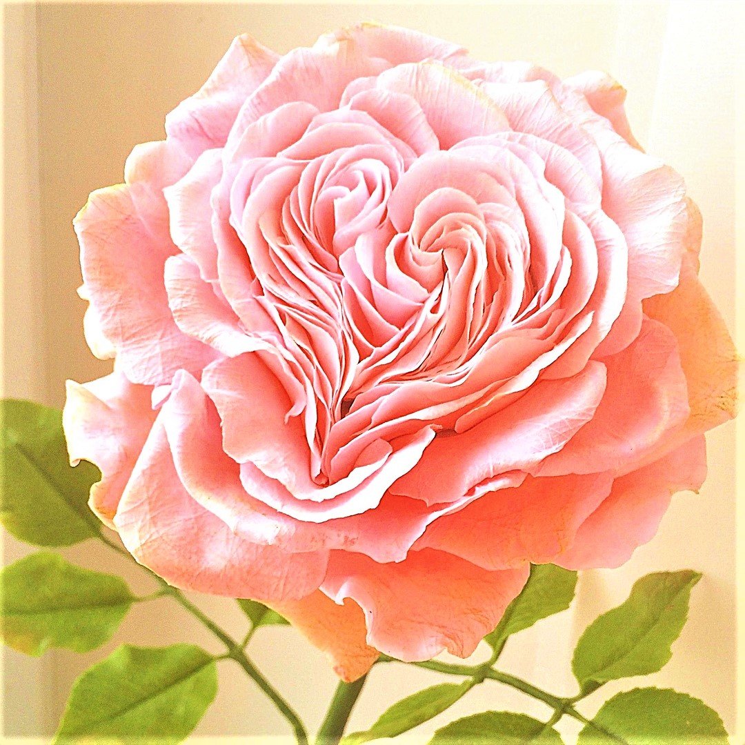 Бледно розовая пионовидная роза