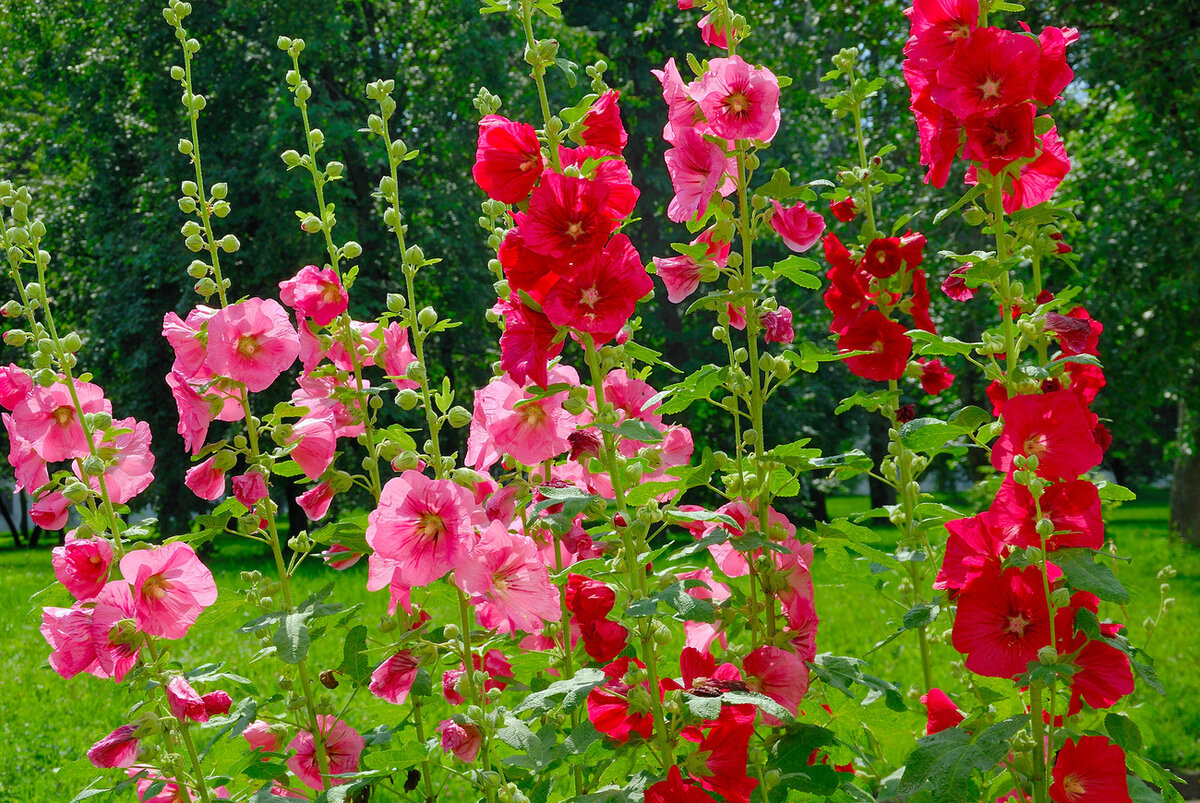 Шток роза многолетняя выращивание фото