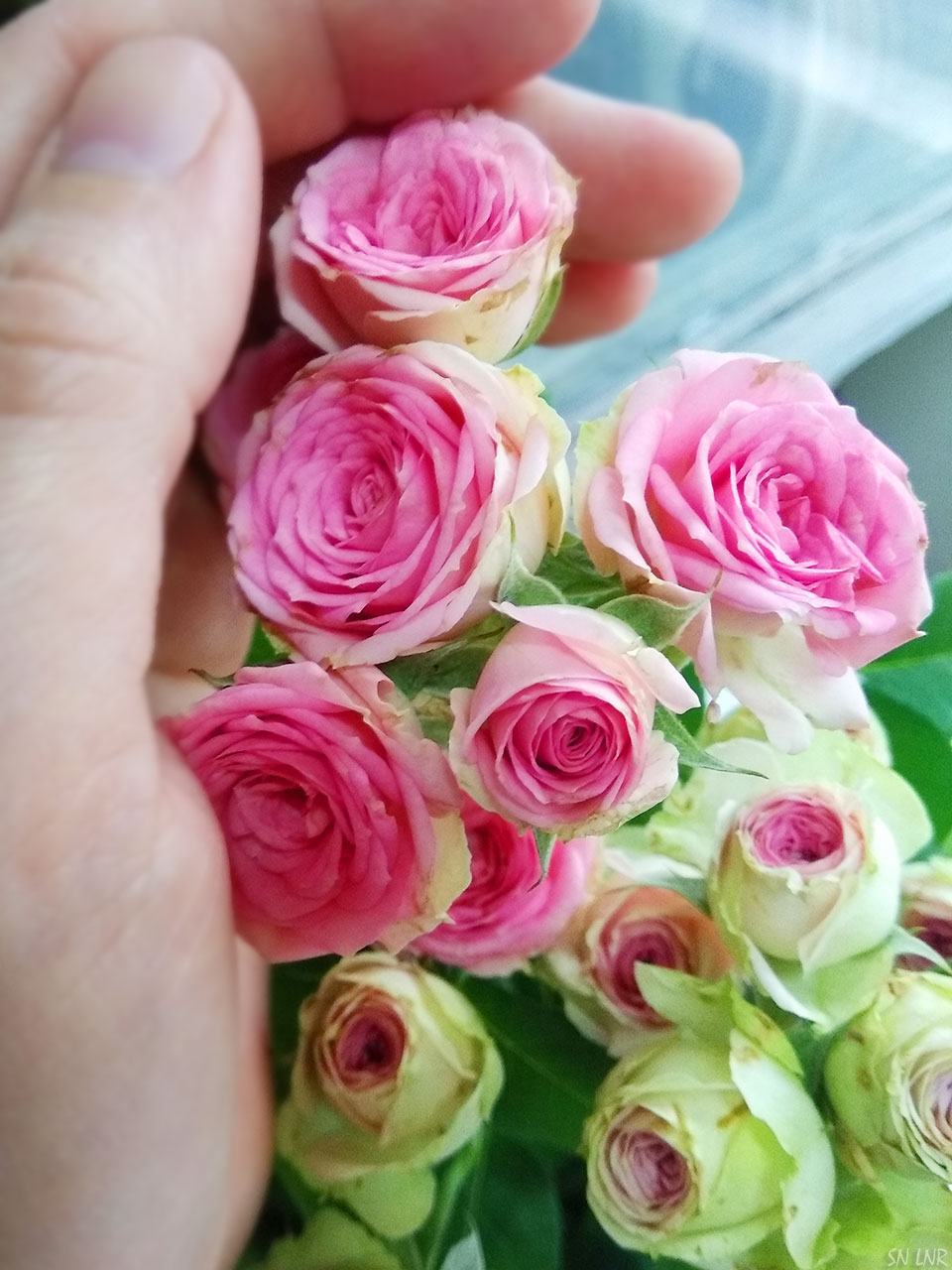 Мелкие розы