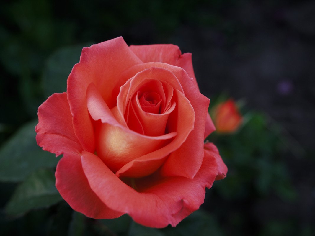 Роза коралловая чайно гибридная роза