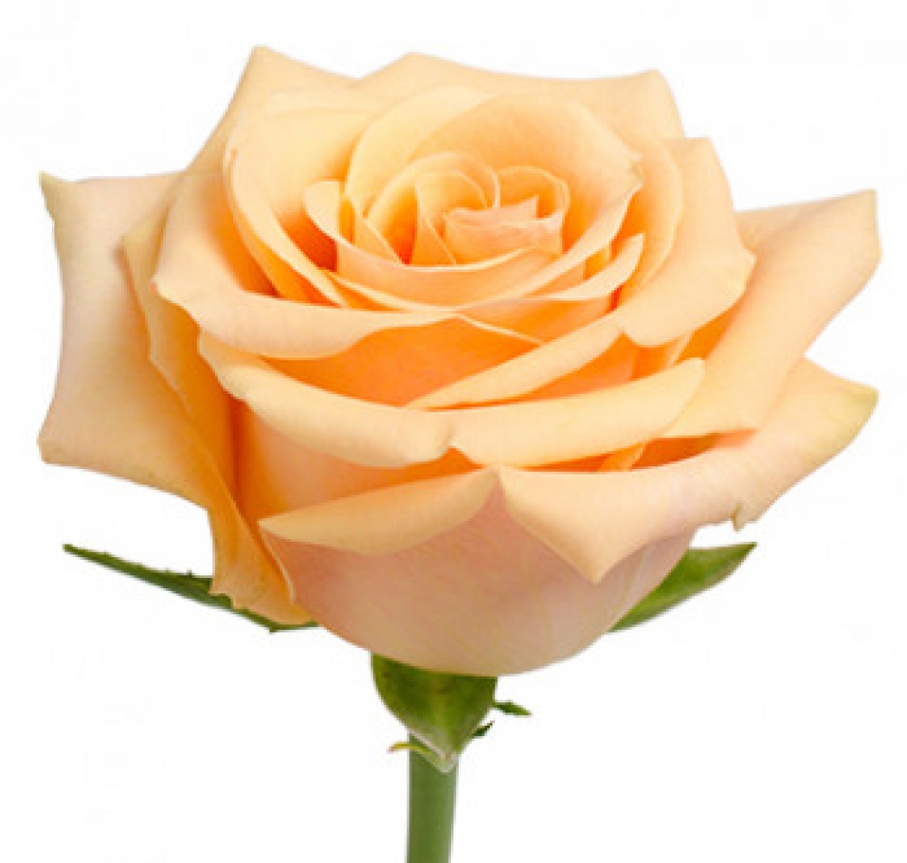 Роза персиковая Эквадор
