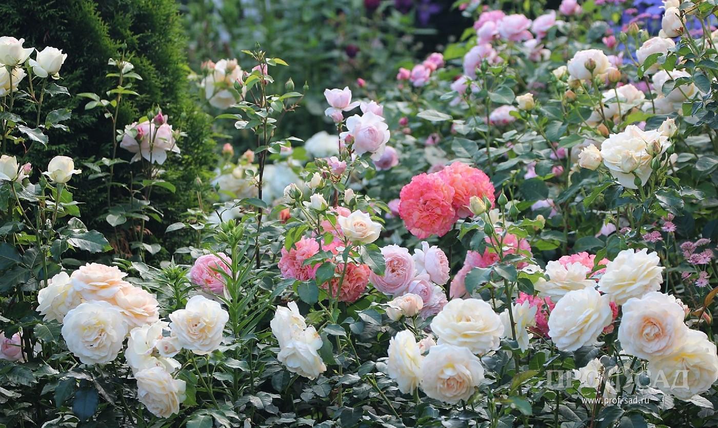 Marie Antoinette и grossherzogin Luise розы
