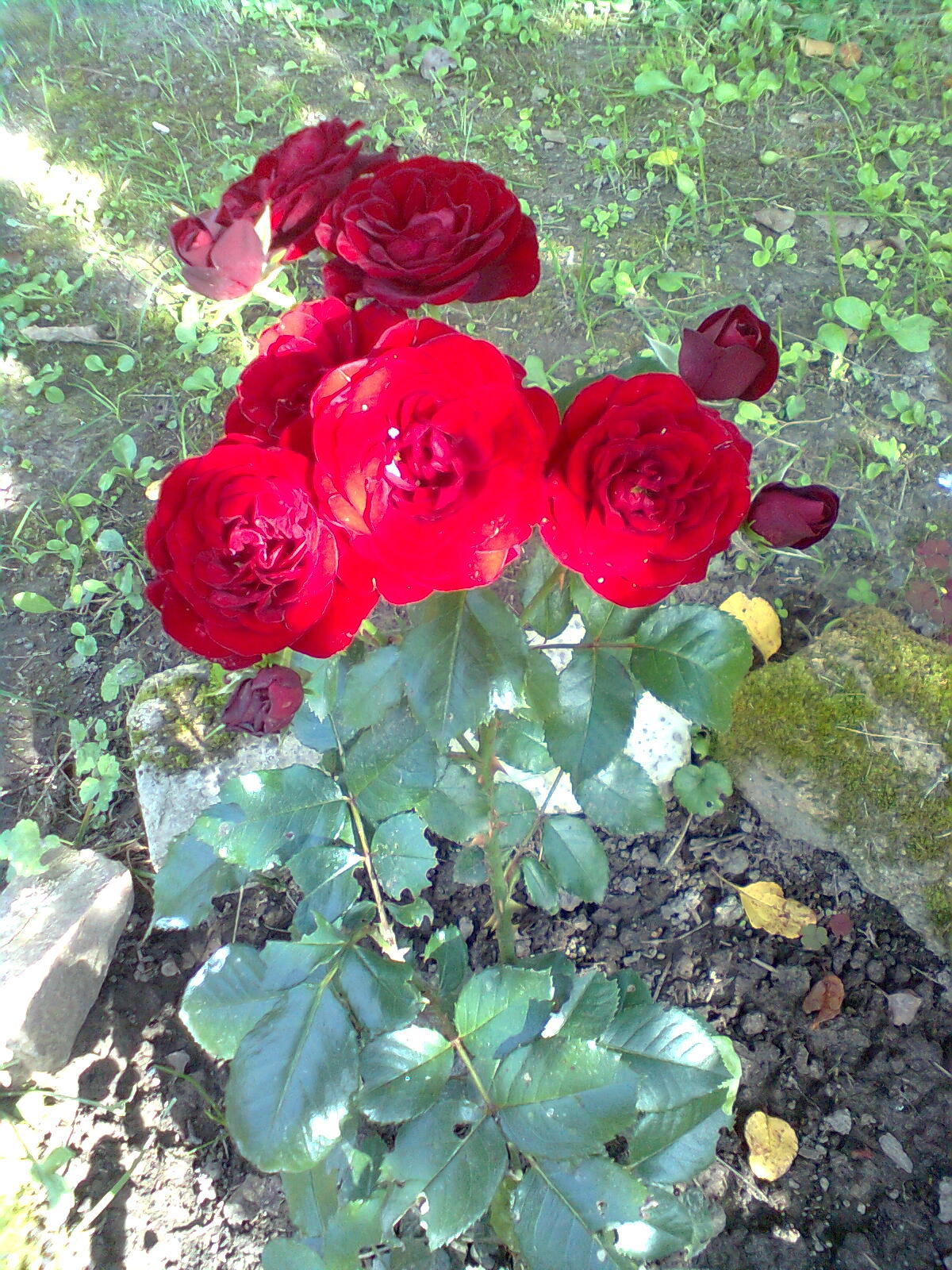 Штамбовая роза Лаваглут