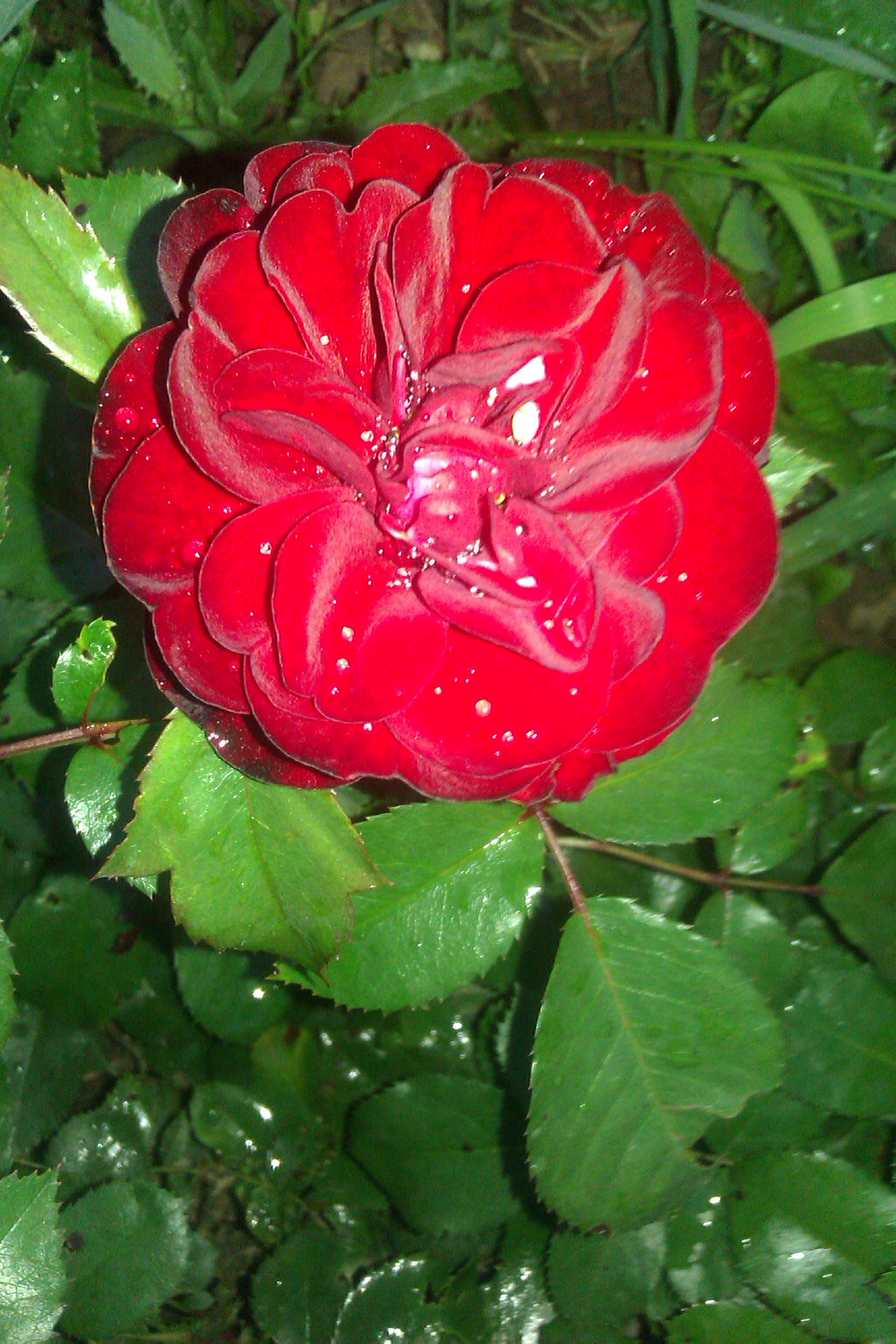 роза лаваглут фото