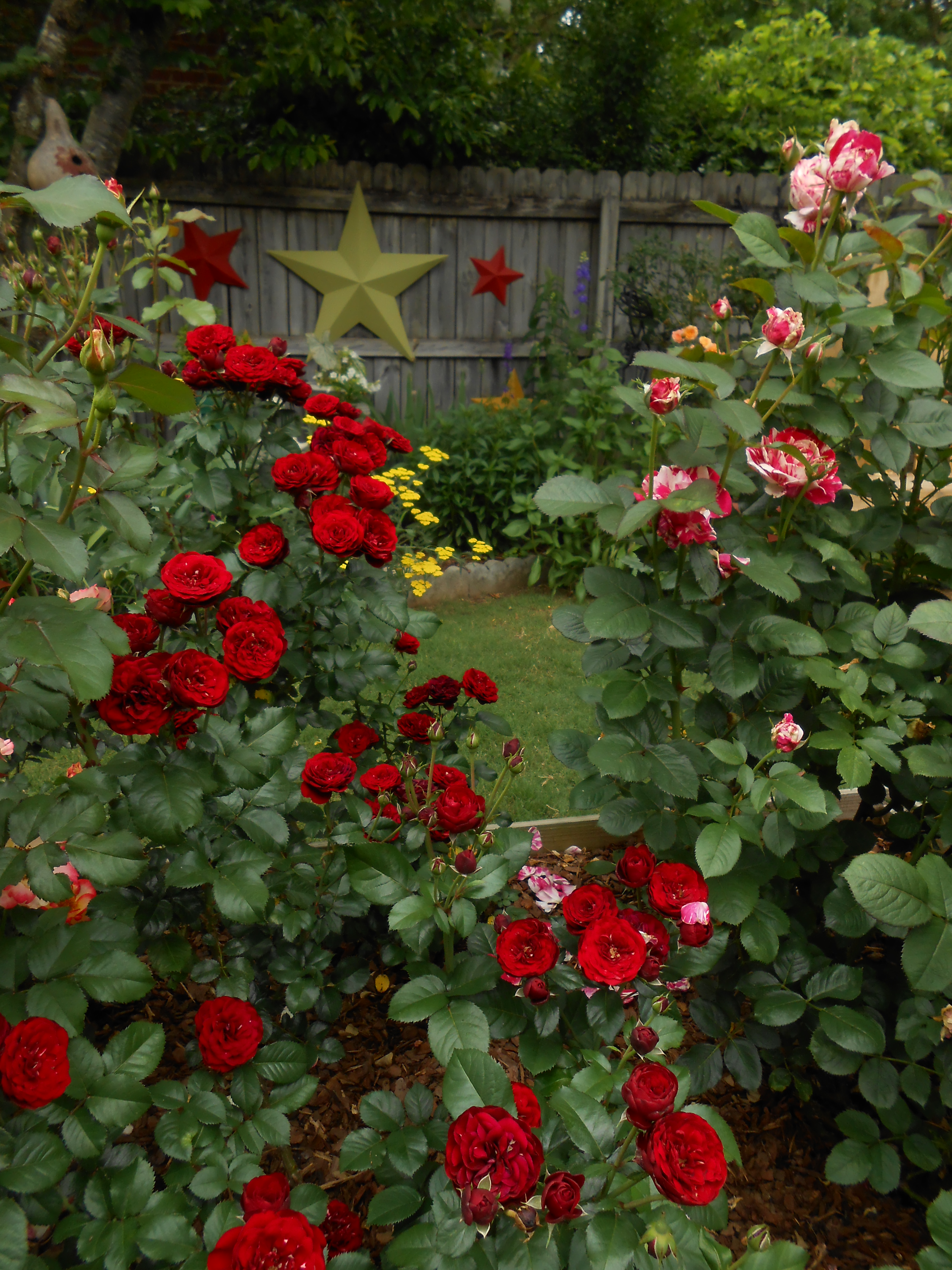 Роза Лаваглут флорибунда в саду