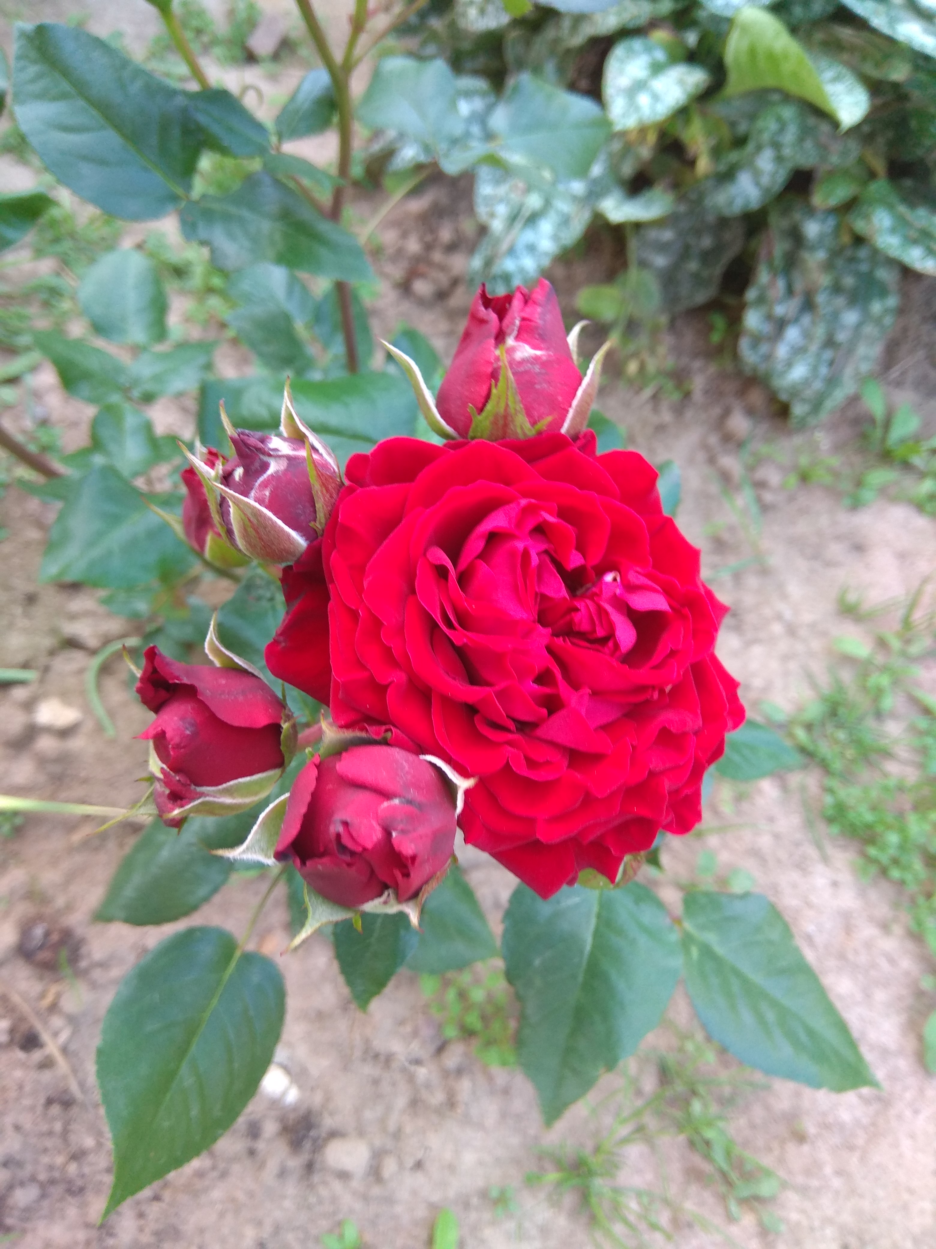 Розы Нью джерси