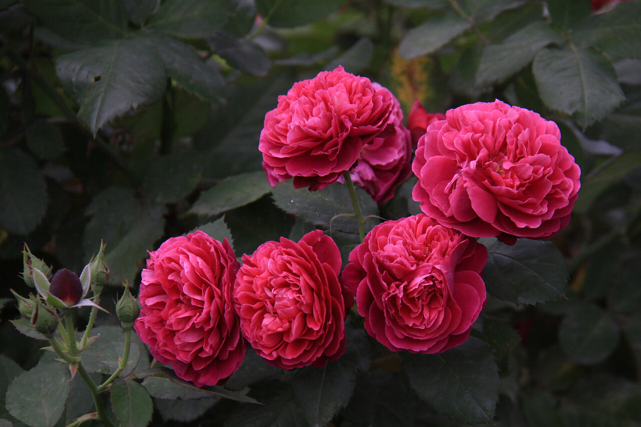 Роза шраб эмильен гийо фото и описание