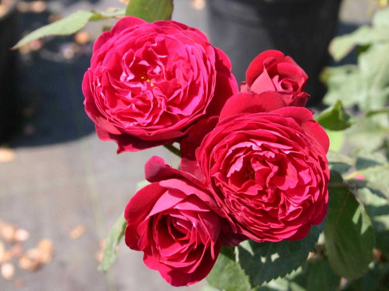 Роза Бисантенэр де Гийо фото