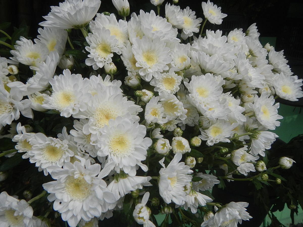 хризантема кустовая чик фото