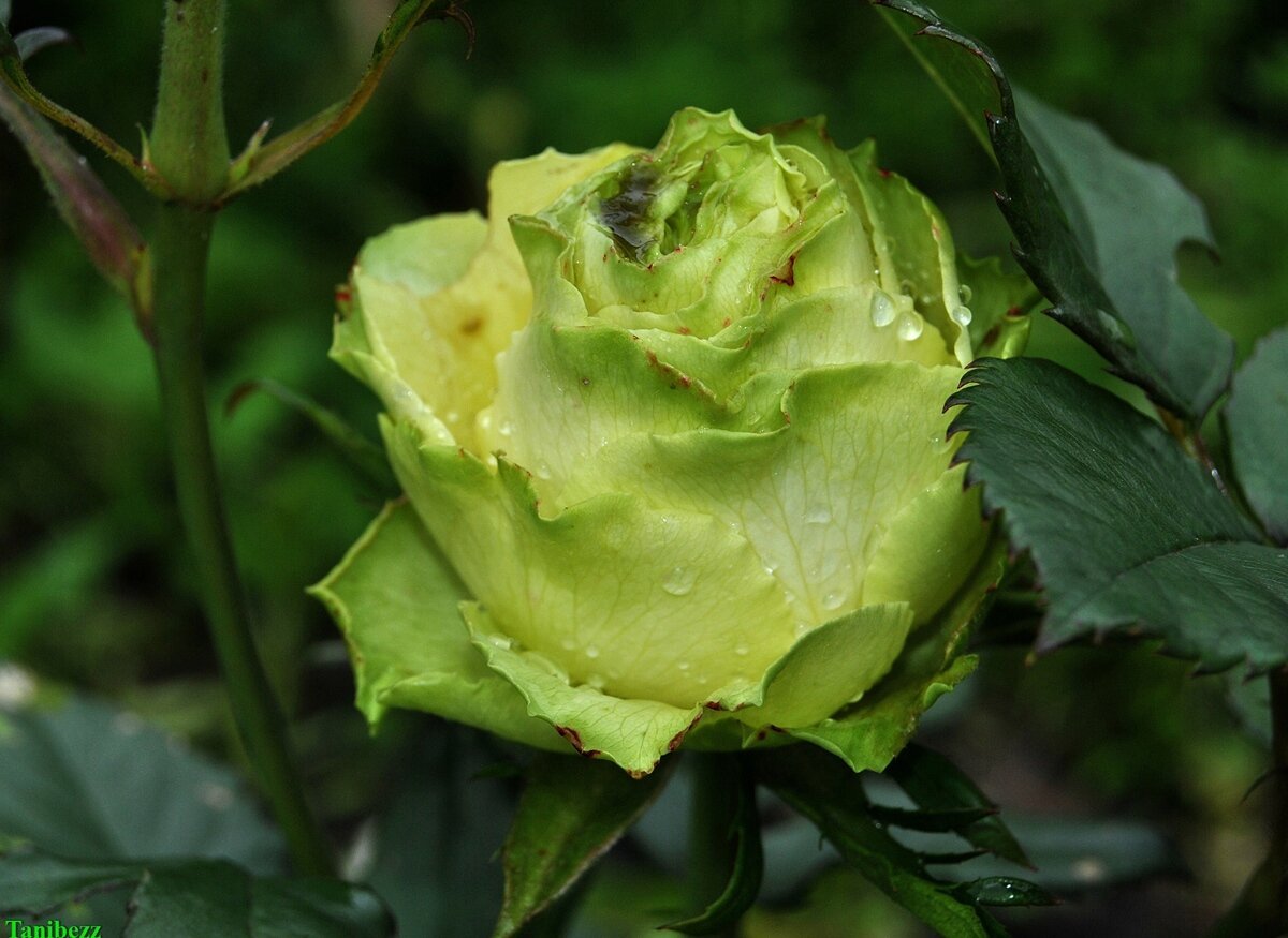 Блюберд роза фото и описание