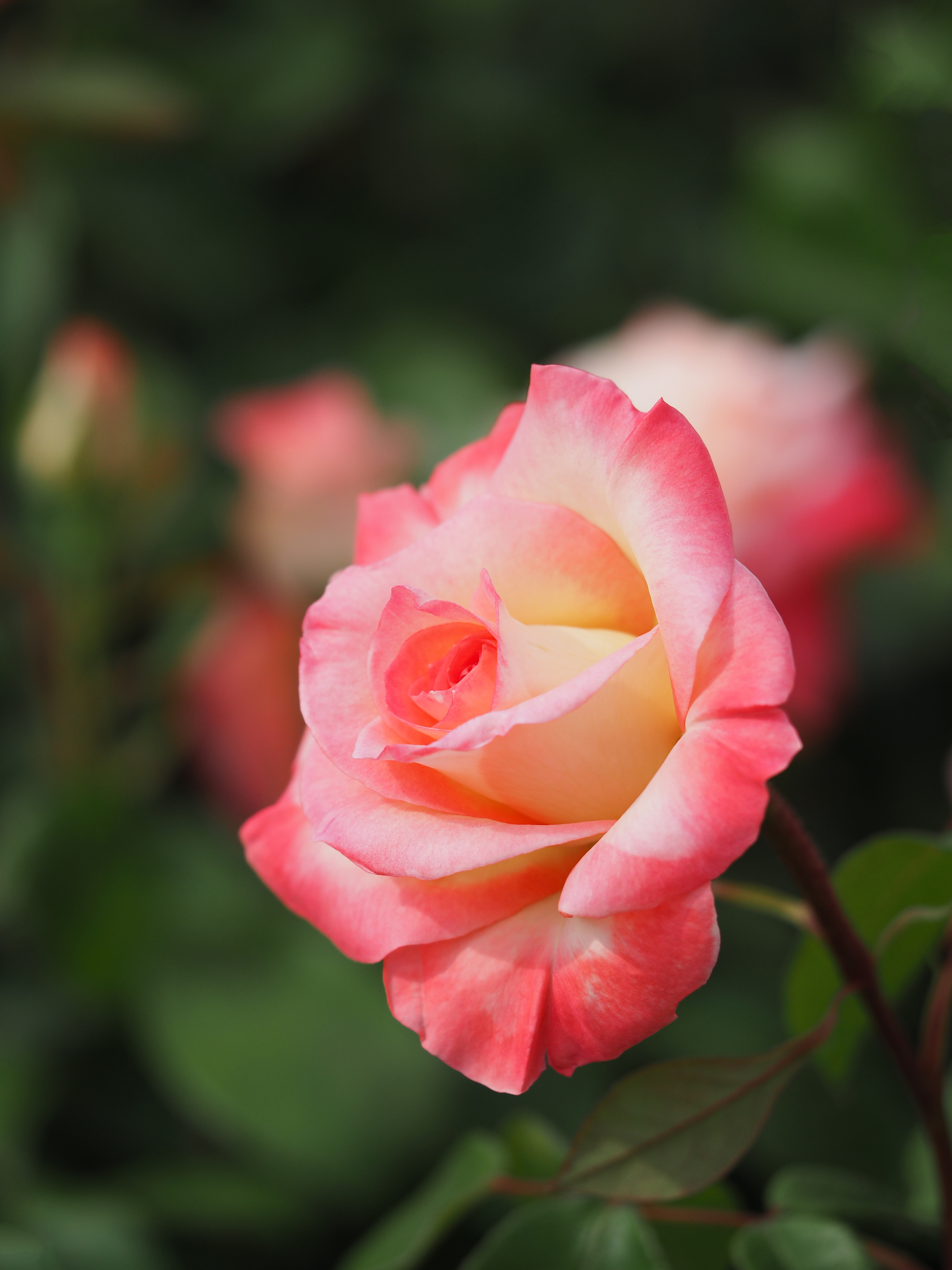 Роза чайно-гибридная принцесса Диана