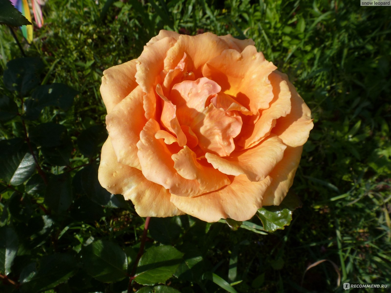 thumb=Роза чайно-гибридная / Rosa x hybrida Ashram c 3 Tantau https